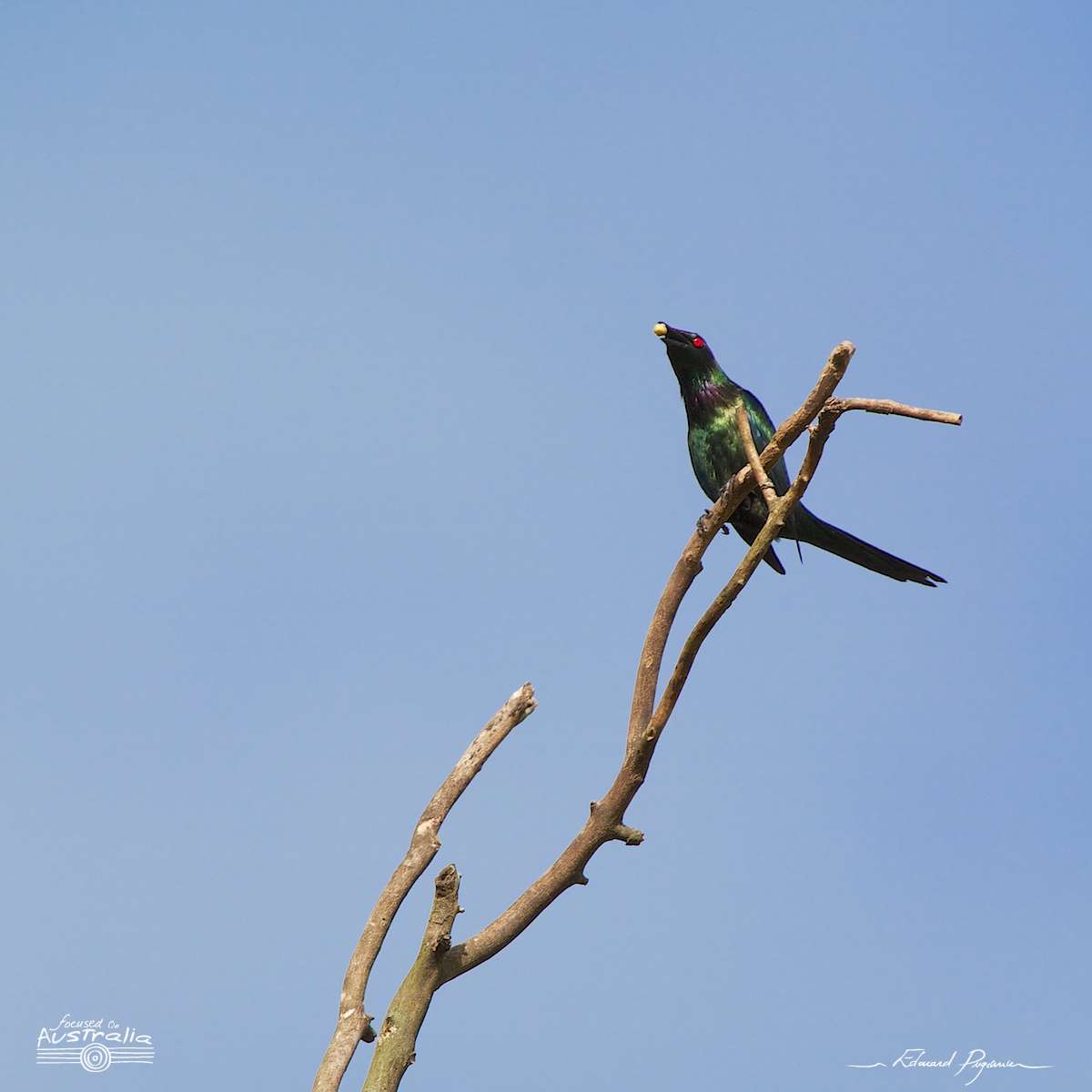 Stourne luisant / Aplonis metallica - Metallic Starling