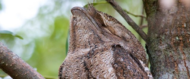 Podarge gris - Podargus strigoides