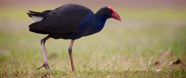 Tal&egrave;ve sultane / Porphyrio porphyrio   tutoriel video