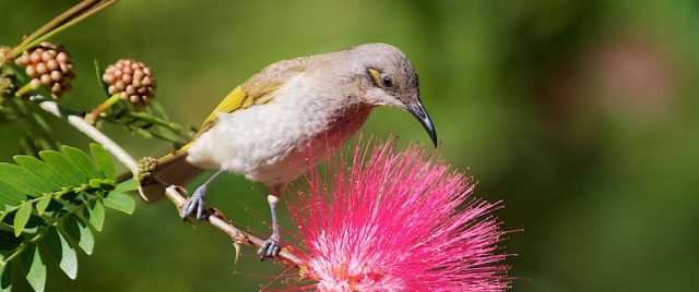 M&eacute;liphage brun&acirc;tre / Lichmera indistincta