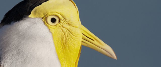 Vanneau soldat / Vanellus miles