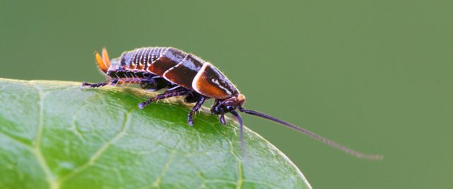Ellipsidion australe (nymphe)