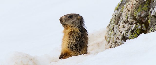 Marmottes