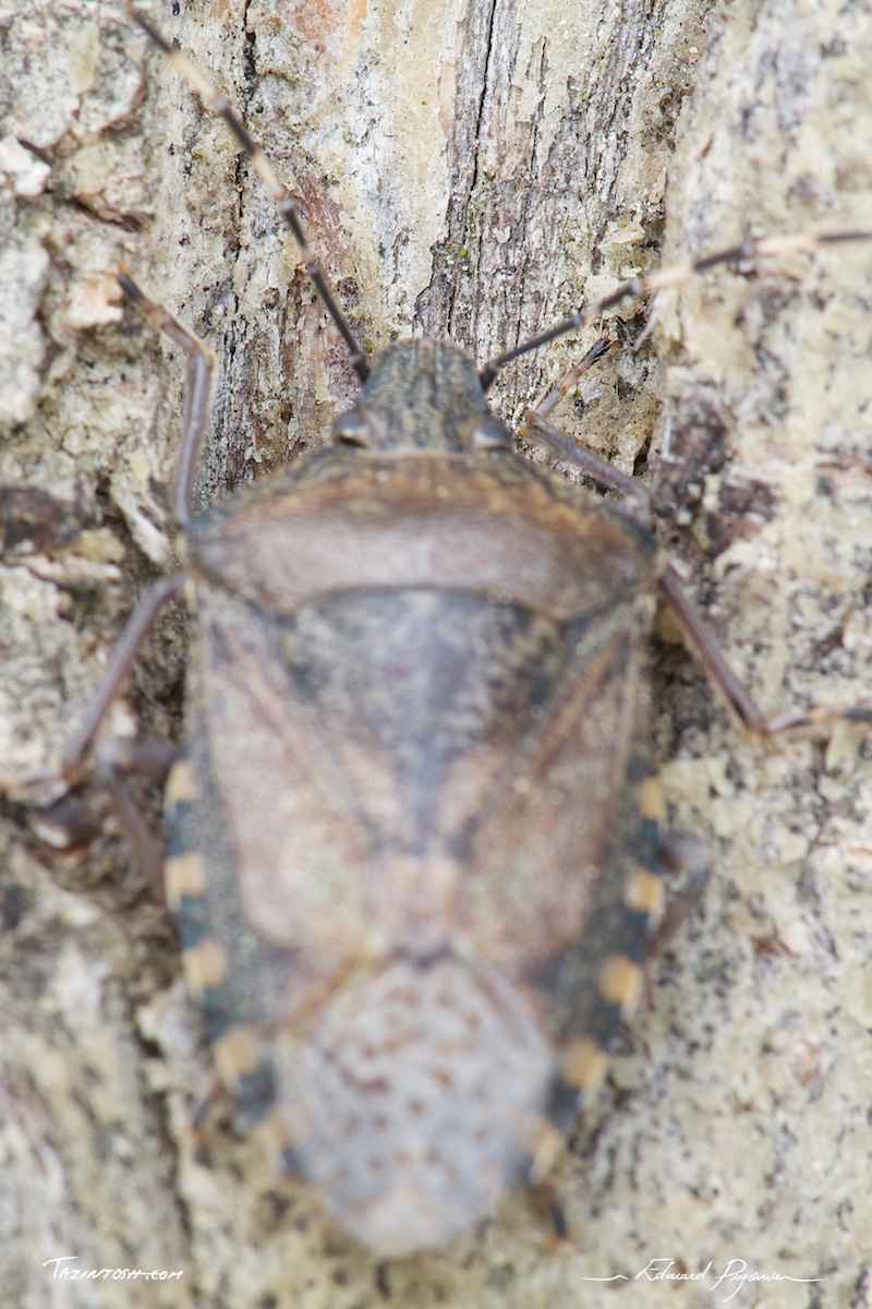 Mise au point&nbsp;: tronc