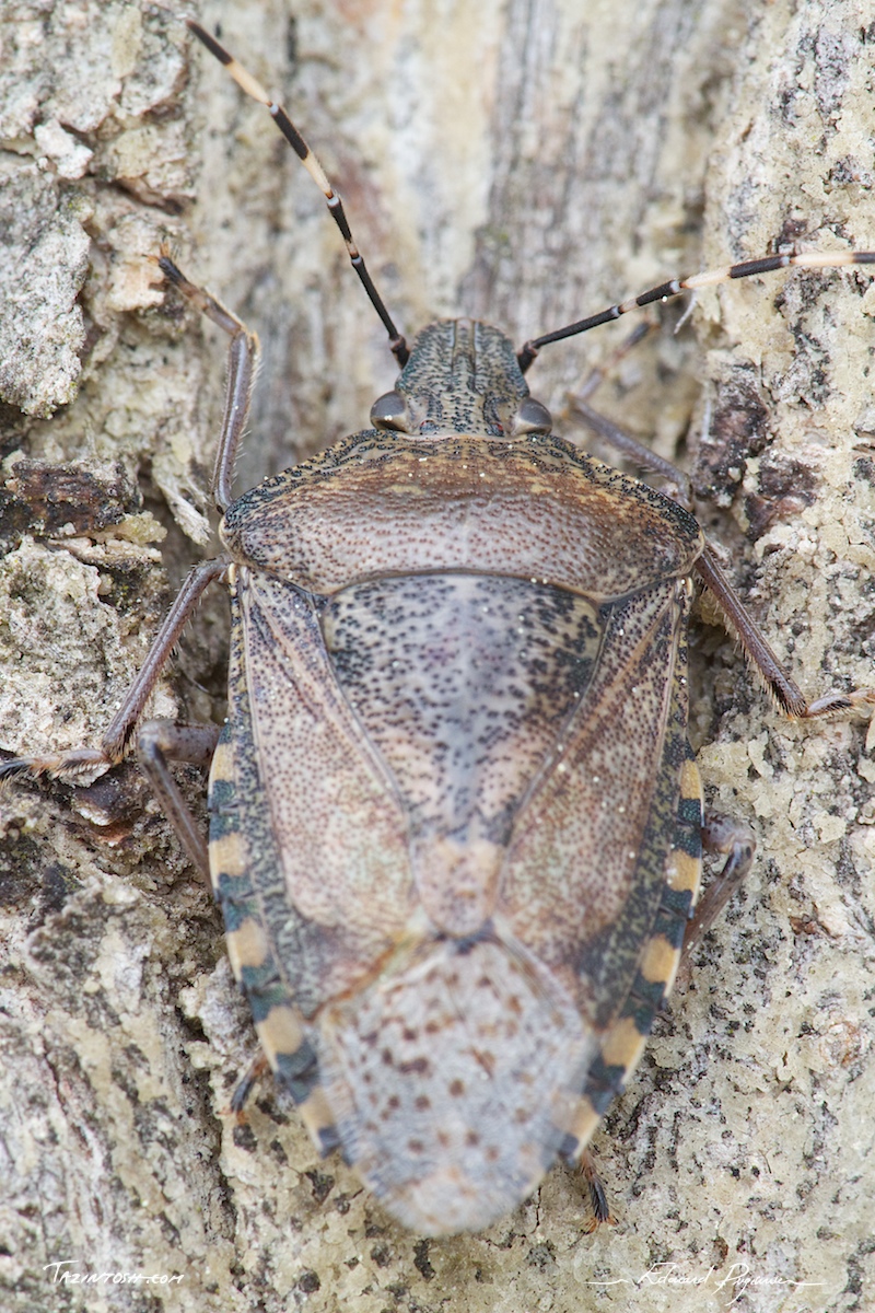 Mise au point&nbsp;: transition t&ecirc;te/dos #1