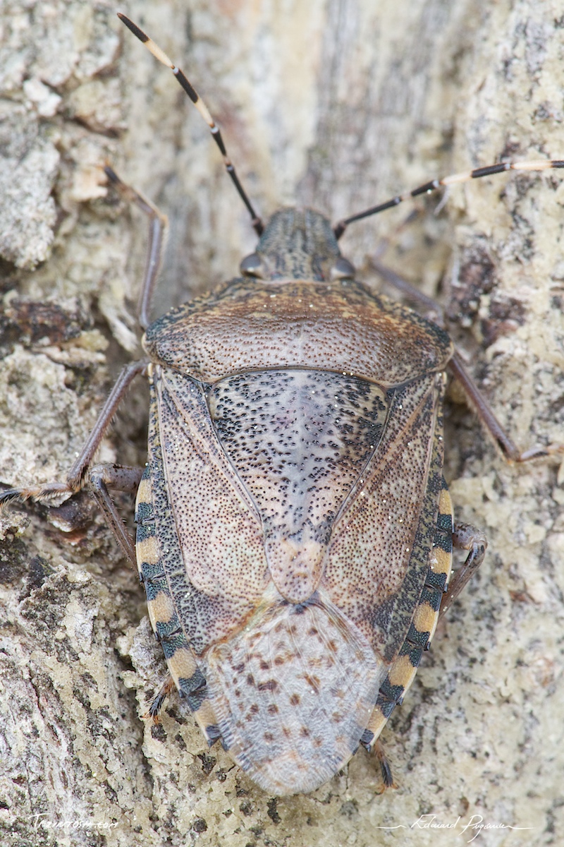 Mise au point&nbsp;: transition t&ecirc;te/dos #4