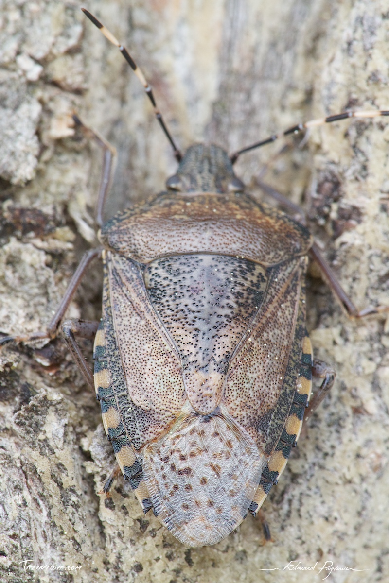 Mise au point&nbsp;: ailes