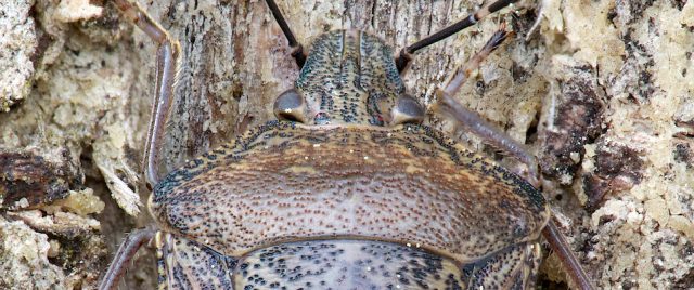 Punaise Elasmucha grisea