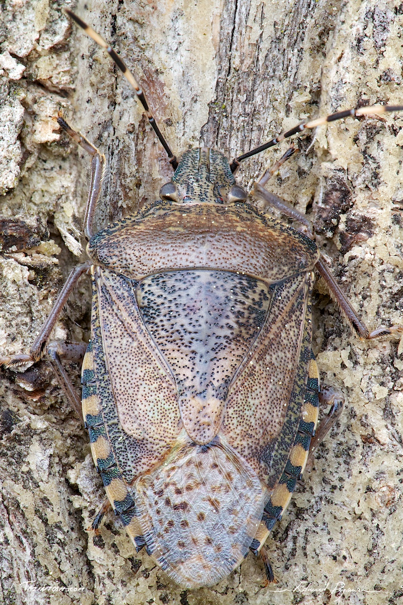 R&eacute;sultat de l'empilement