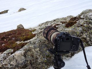 Sc&egrave;ne marmottes 